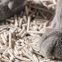 2025年超全猫砂清单！不同需求直接对号入座～