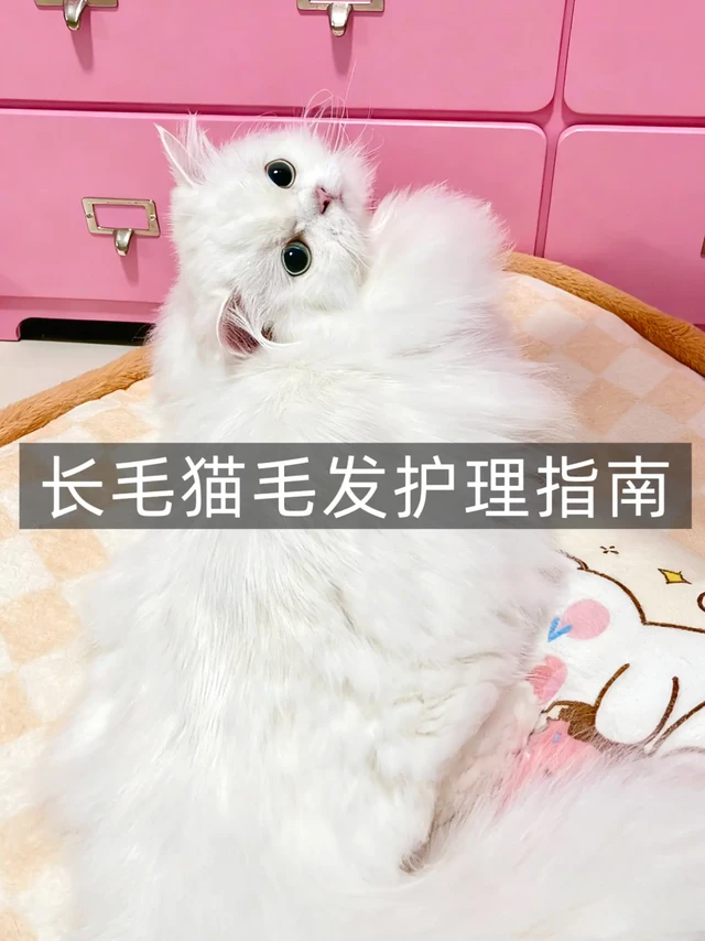 🌟长毛猫毛发养护全攻略｜轻松养成大爆毛