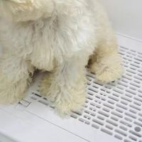 猫猫洗澡烘干机：高效舒适，宠物护理新选择