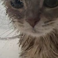 猫猫洗澡烘干机：高效舒适，宠物护理新选择