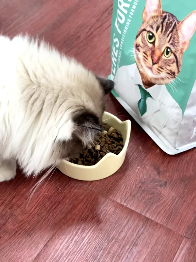 小猫不语。只是一味狂炫10块一斤的猫粮