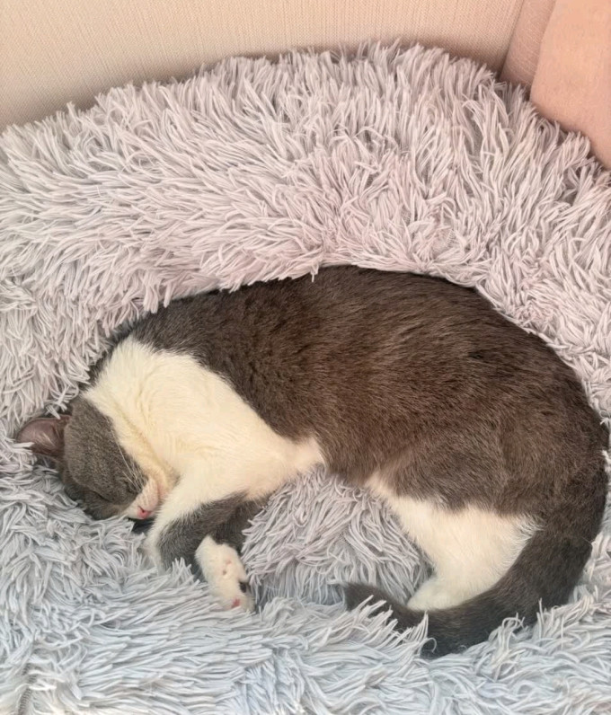喵仙儿通用猫狗窝