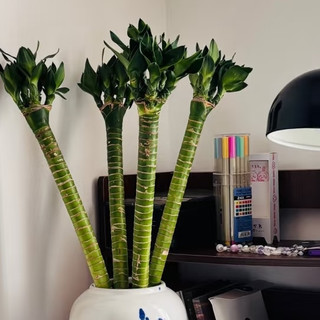 江苏一阿姨，“文昌竹养的又肥又旺”，网友：寓意节节高升！