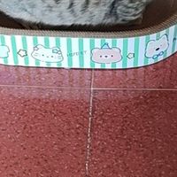 双十一养猫必囤！嬉皮狗椭圆猫抓板拯救我的沙发