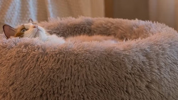 双十一挖到宝！喵仙儿长绒猫窝让猫咪赖着不挪窝