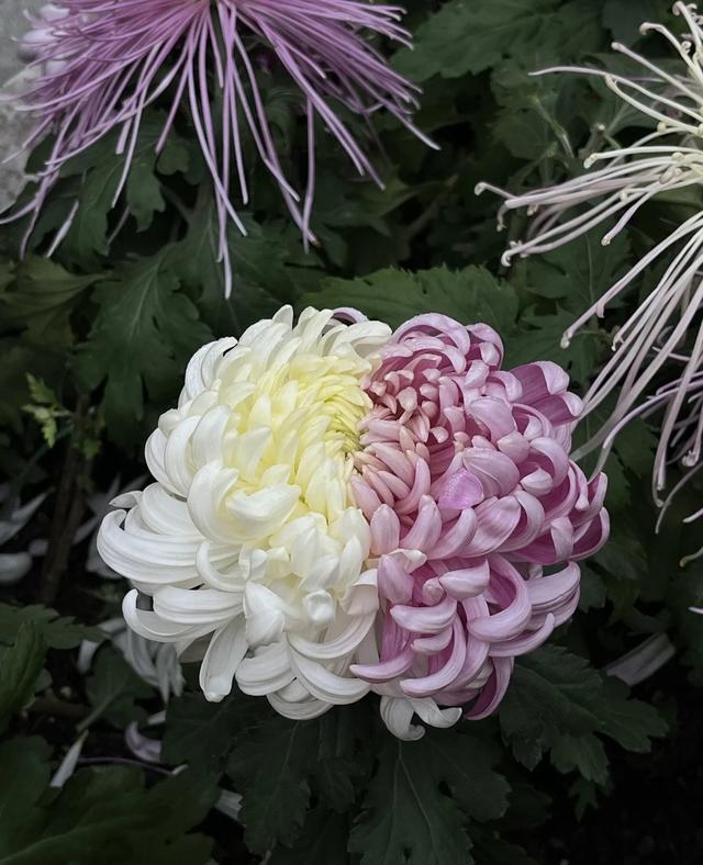 男子偶遇一棵“双色菊花”，有种不顾她花死活的美，网友：一眼假