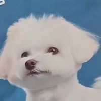 小型犬泪痕拜拜！纯福鸭肉梨犬粮，清热降火还养胃