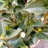 重庆一女婆婆的院子火了，仅“一茶花”就圈粉无数，太壮观了！