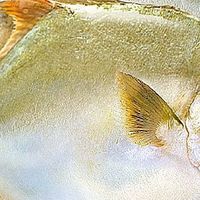 双十一囤货封神！东上御品深海金鲳鱼，4条够全家吃整冬