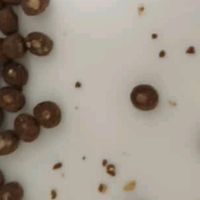 麦富迪奶弗猫粮，幼猫离乳期优选