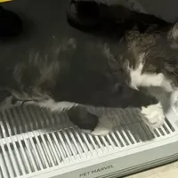 双11养宠闭眼入！鸟语花香H5烘干箱，温和烘干不应激