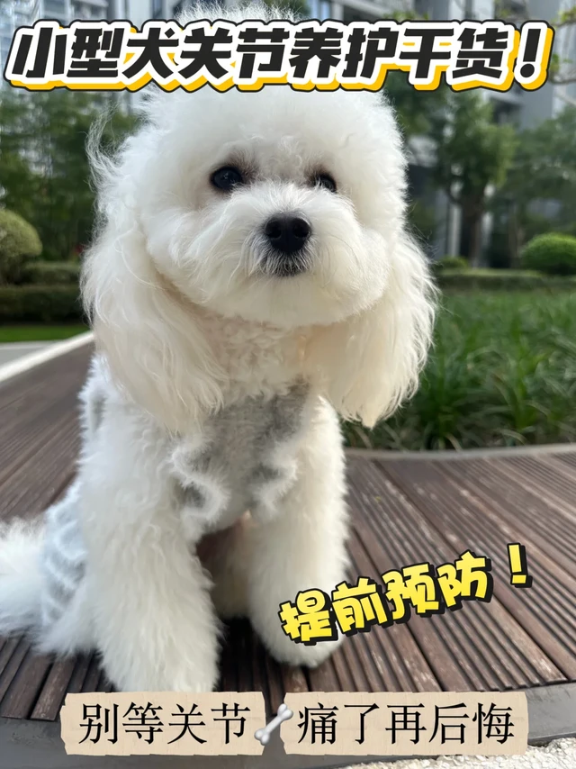 怎么样才能避开80%狗狗都出现的关节问题❓
