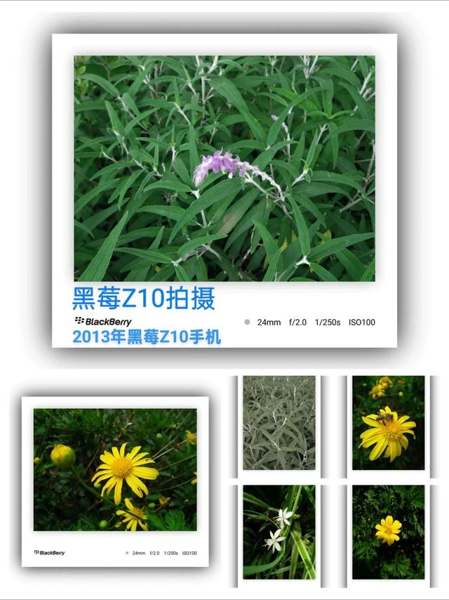 2013年黑莓Z10手机拍摄。真的没有想到13年的手机拍照有这么清晰,相信很多朋友也不愿相信。#黑莓手机 #黑莓z10 #手机摄影 #拍摄日常 #生活服务热点中心 @生活服务热点中心 @DOU+上