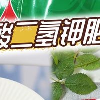 家里一定要备上这款磷酸二氢钾！促花、防黄叶、补营养一站式搞定