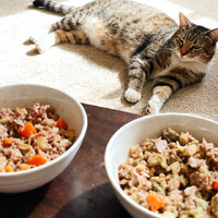 自制猫饭和全价猫粮营养差异！都在这份猫咪自制猫饭最佳食谱里