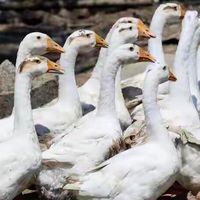 羽绒服暴雷！1吨鸭绒17万涨到58万，300元以下全是假货？