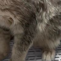 猫猫洗澡烘干机：高效舒适，宠物护理新宠