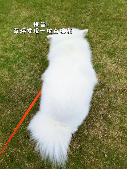 我感觉这是玻璃胃财姐的本命狗粮！
