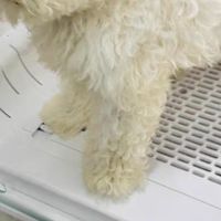 猫猫洗澡烘干机：高效舒适，宠物护理新选择