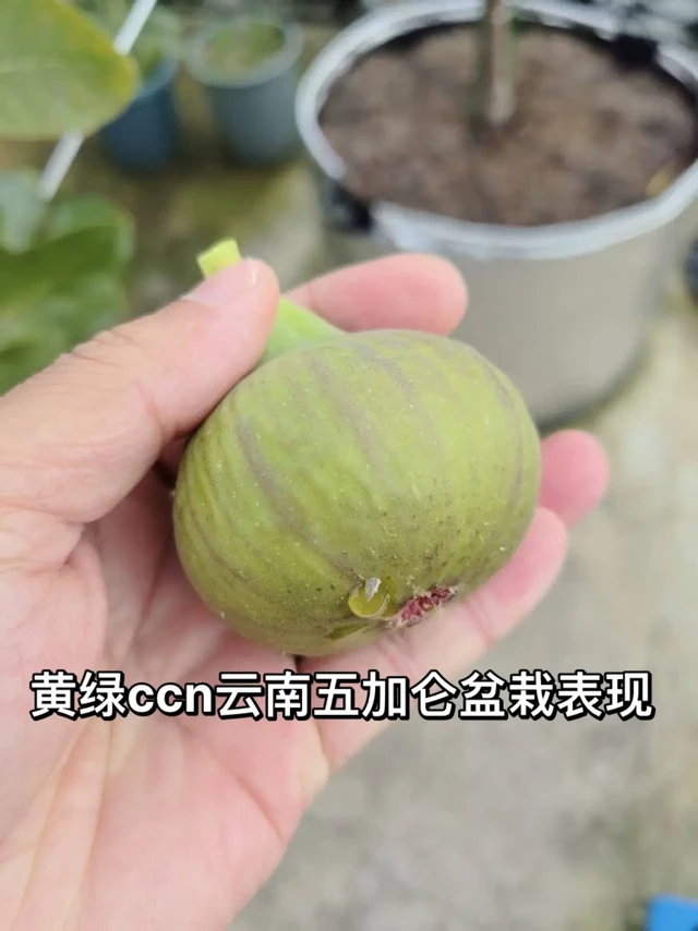 还是挂区厉害 黄绿版ccn 云南五加仑盆栽表现  
这品种注定会火遍大江南北 无论是商业发展 还是家庭园艺栽培 都是不可多得的好品种。                                 