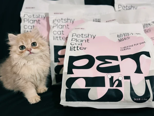 Petshy木薯让可爱小猫拥有新体验