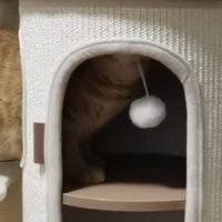 华元宠具冬日猫爬架：小户型猫咪的完美乐园！