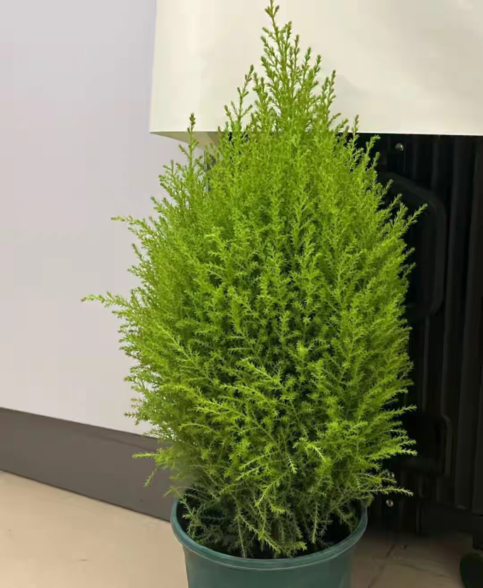 鲜花绿植