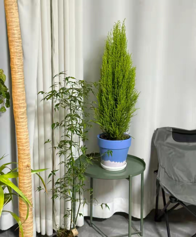 鲜花绿植