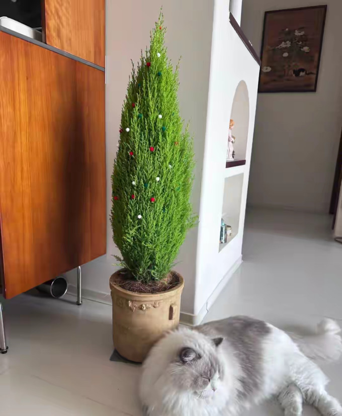 鲜花绿植