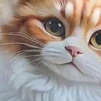 京七猫粮：无谷配方呵护敏感肠胃