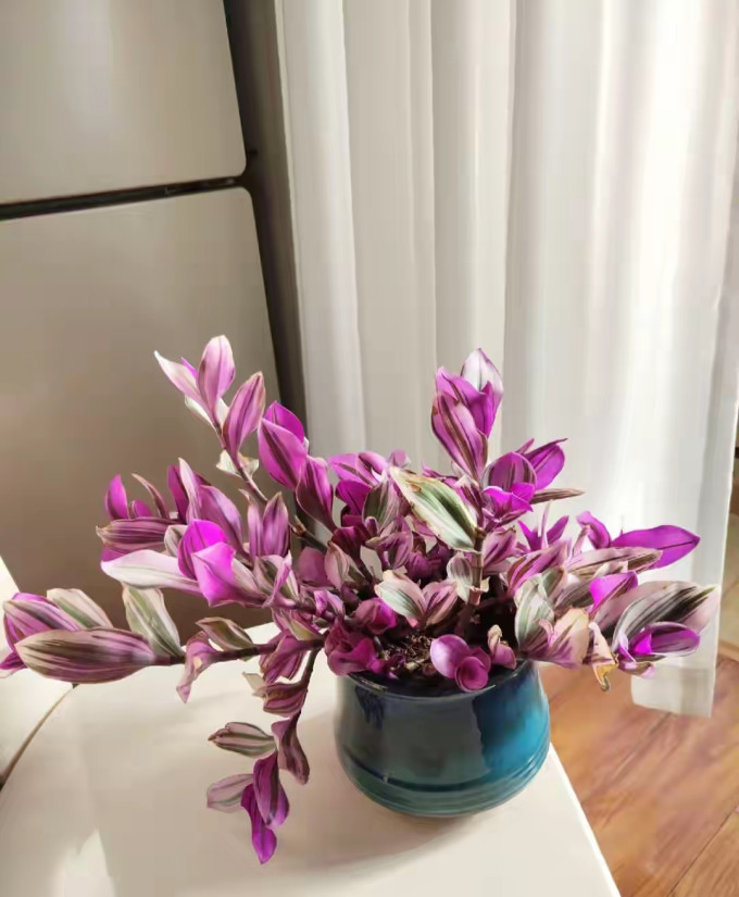 鲜花绿植