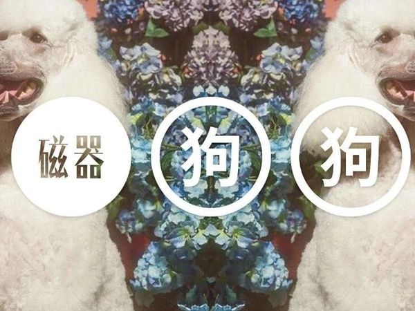 狗狗装备种草文：毛孩子看了都想剁爪