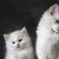2025年哪款猫粮最好最安全最健康？测评国产猫粮推荐排行榜10强