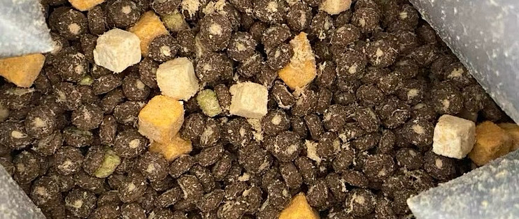 🌟 挑嘴狗的“光盘”信号！诚实一口N33 PLUS犬粮