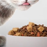 双十一剁手记：这波猫粮囤货让主子秒变“真香现场”。