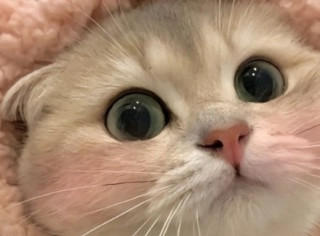 选猫粮有哪些注意事项？质量好性价比高10大猫粮牌子排行榜