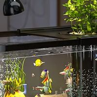 阔庭（KUOTING）鱼缸一体缸自循环免换水鱼缸家用小型桌面鱼缸