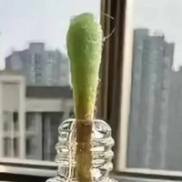 被风油精的神仙用法给圈粉了！换个方式后，立马变成家里的好物！