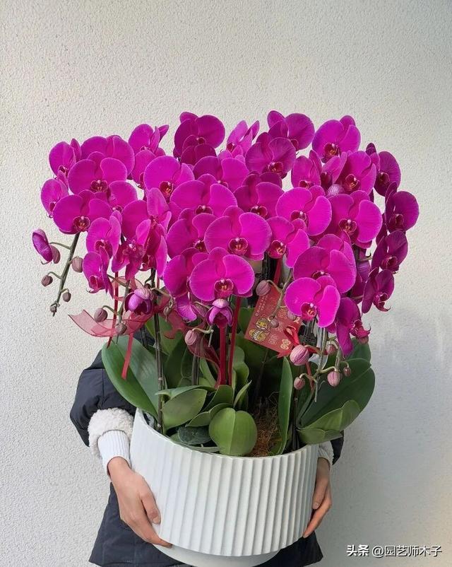 蝴蝶兰品种怎么选？就认准这 3 种经典款，易养花多不踩坑