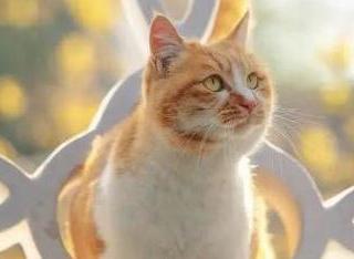 第一次养猫如何选猫粮？安全有营养的十款国产猫粮推荐