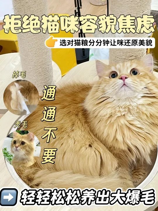 选对猫粮真的可以让猫咪颜值魅力无限～