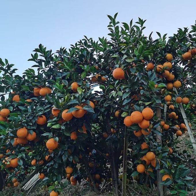 新鲜水果