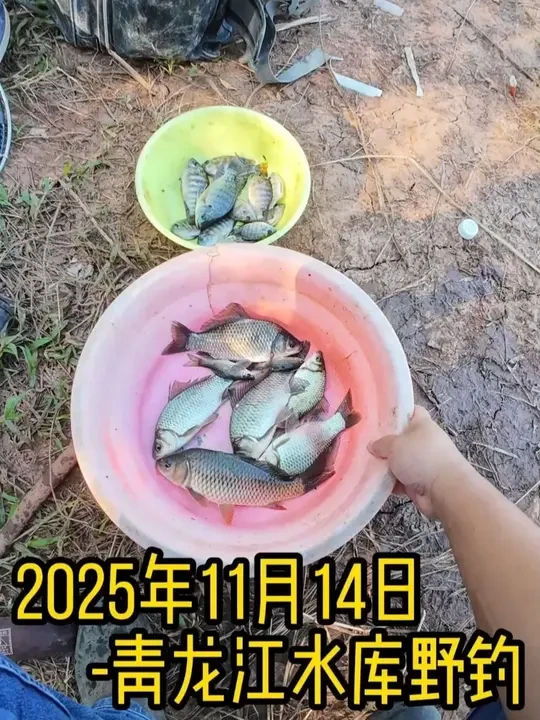 2025年11月14日青龙江水库野钓 鱼竿：无法一本五代。饵料：全能腥+918野战腥版。线组：0.8+0.4，带钩调5目钓1-2目。
这里鲫鱼应该蛮多的，不过现在还闹小罗飞，想要钓得到鲫鱼只能等天再冷