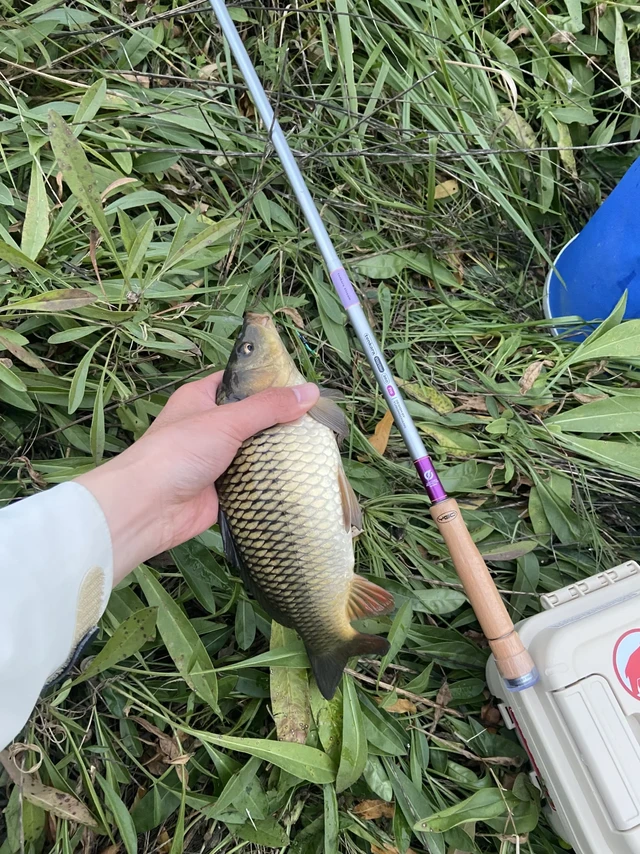 在吗？看看你入秋小物钓的鱼获