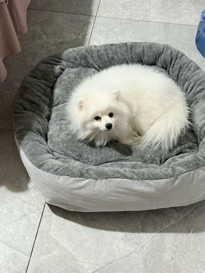 宠维森猫狗窝