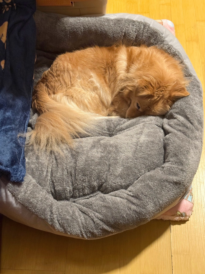 宠维森猫狗窝
