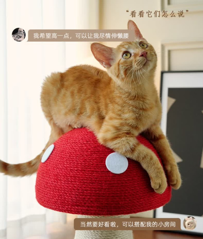 梵都宠舍猫抓板