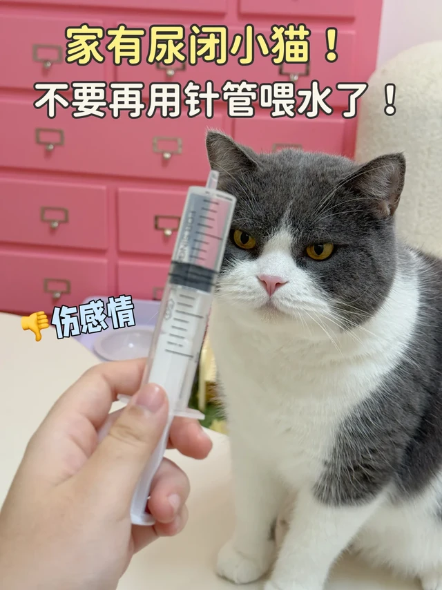 猫咪尿闭不喝水？千万别用针管啦！
