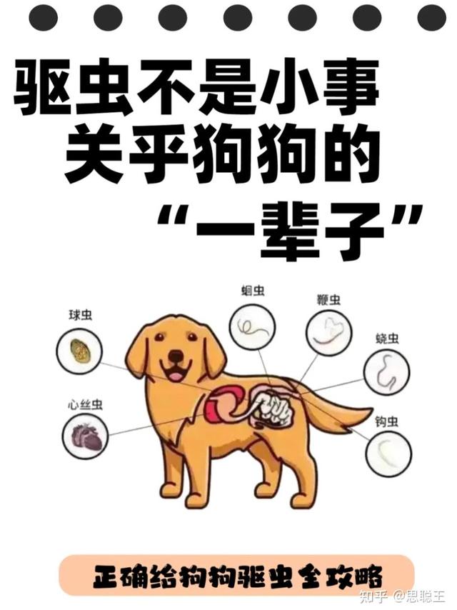 驱虫不是小事,关系狗狗“一辈子”