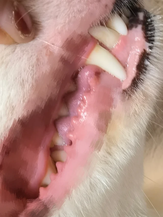 狗子洁牙都去用！！巨牛！！